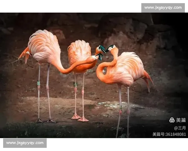 全国摄影大赛征集作品精彩纷呈，邀请摄影爱好者共同记录时代变迁与自然之美